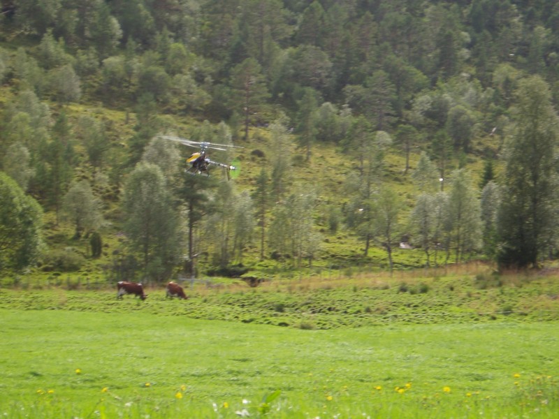 steindalen 09.08.2009 048.jpg